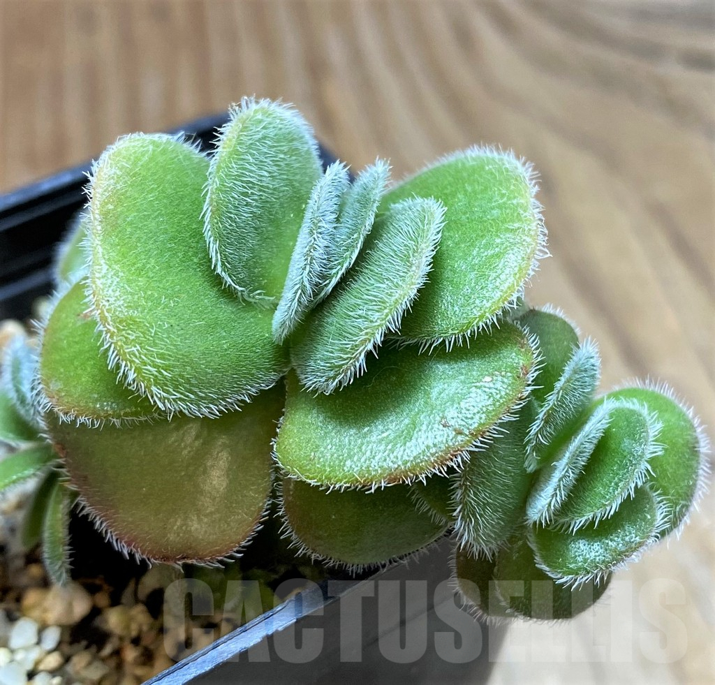 SH15067 Crassula tomentosa