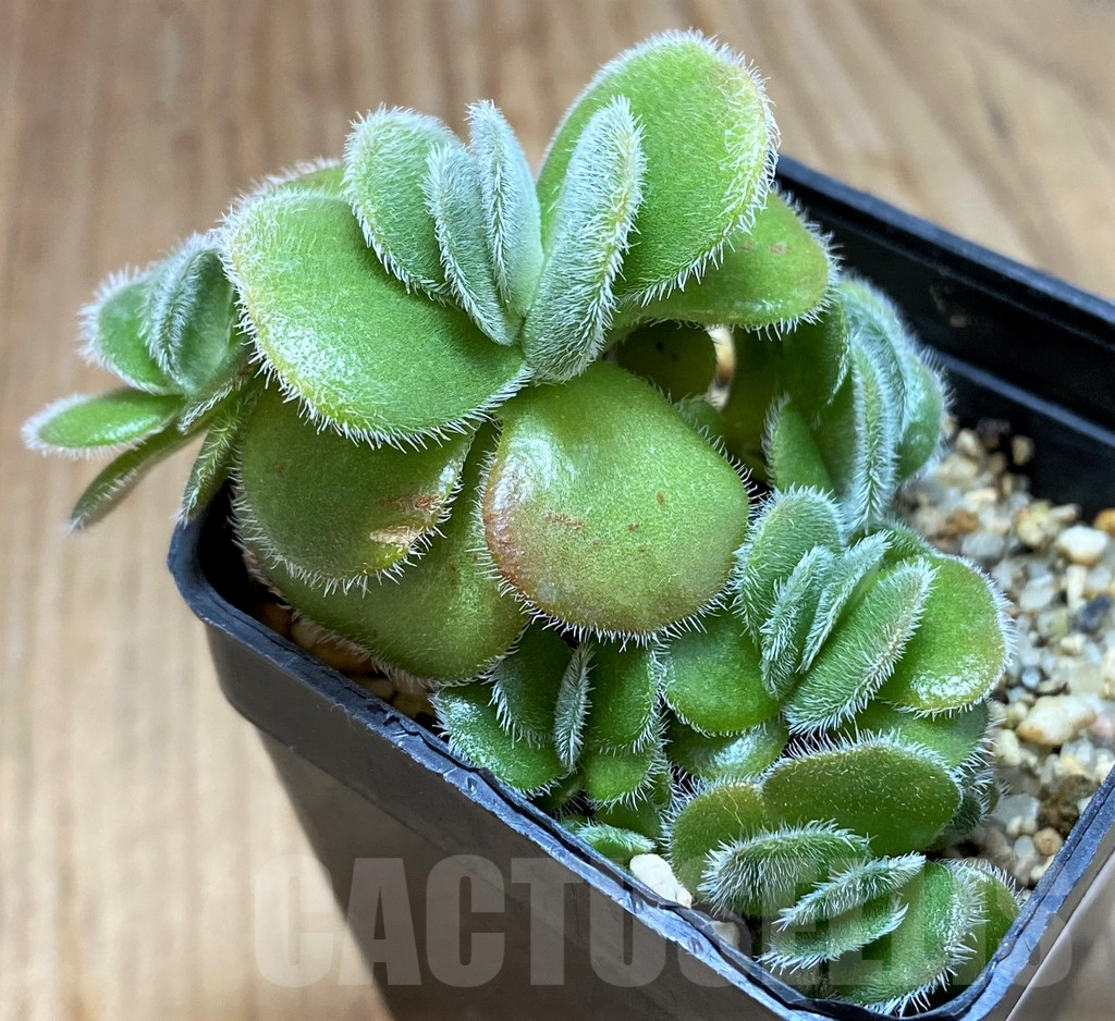 SH15067 Crassula tomentosa - Image 2