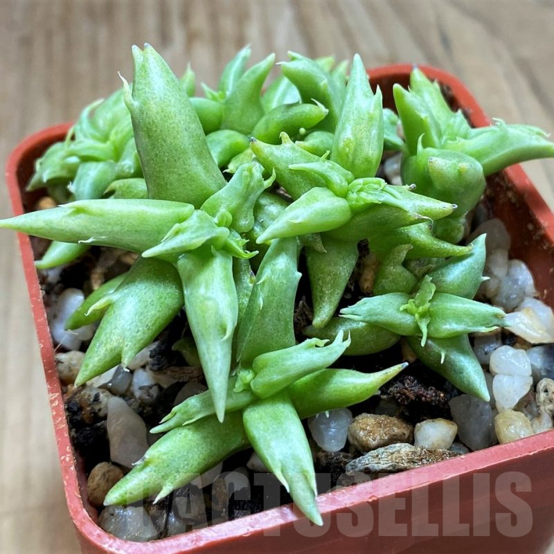 SH15074 Faucaria sp. f. monstrosa