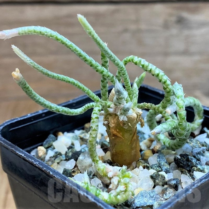 SH15076 Avonia quinaria, pink flower