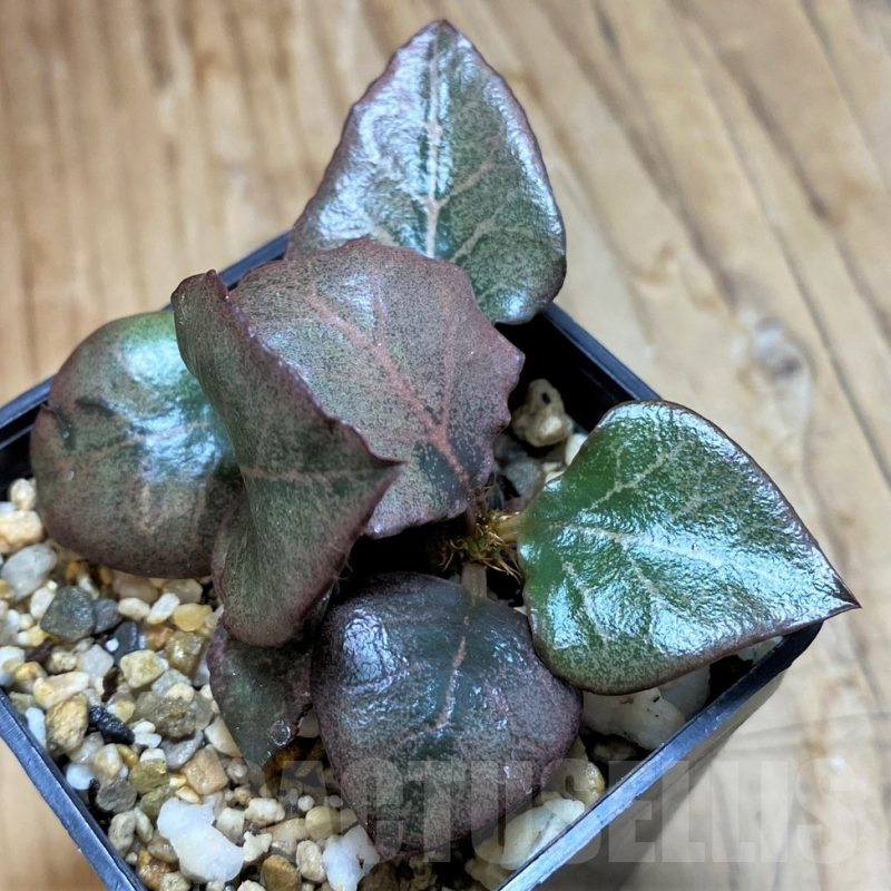 SH15078 Euphorbia francoisii hybrid