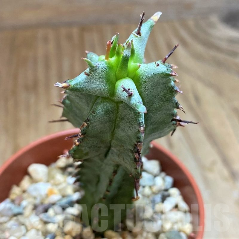 SH15080 Euphorbia horrida f. monstrosa