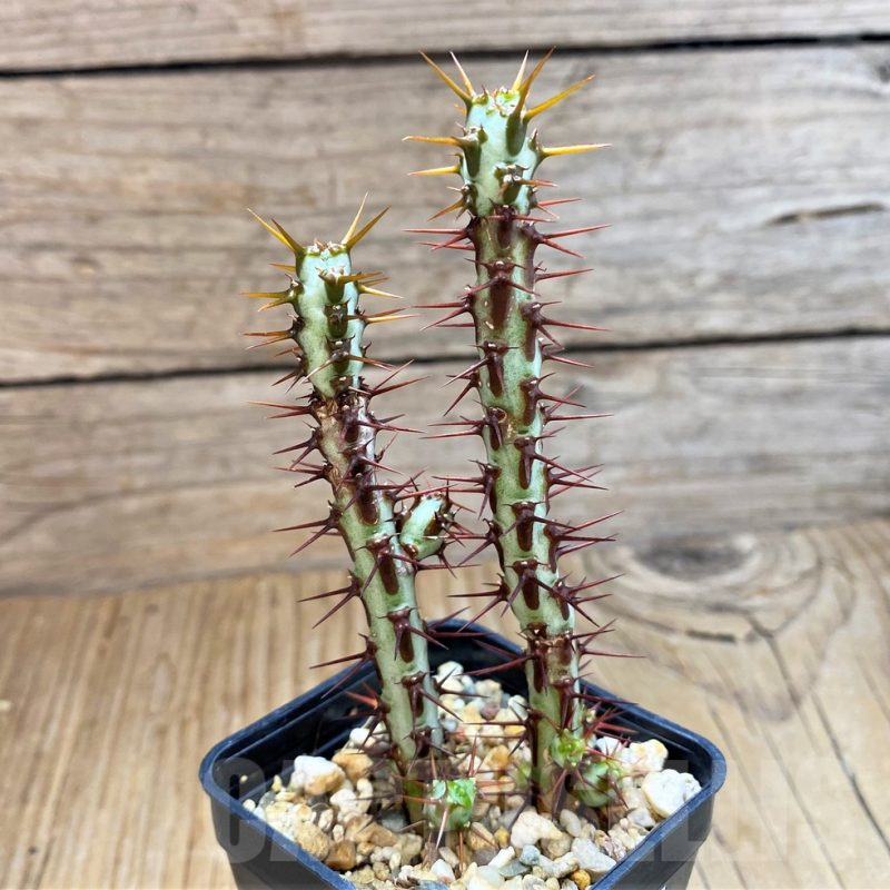 SH15082 Euphorbia aeruginosa