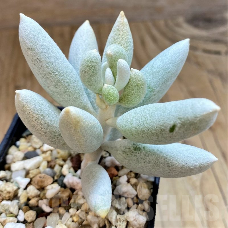 SH15084 Senecio haworthii