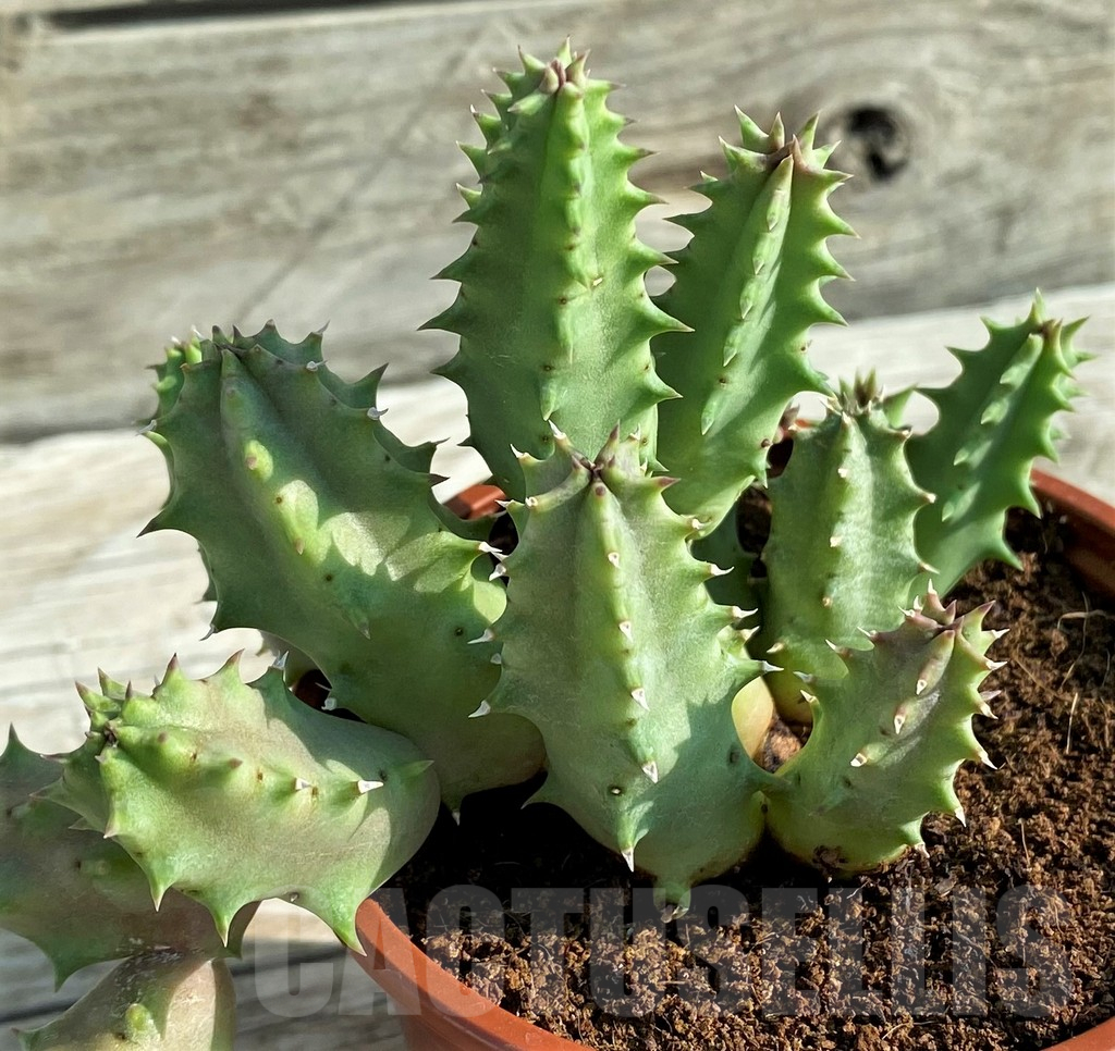 SH15186 Huernia confusa 'Pink Eye' - Image 3