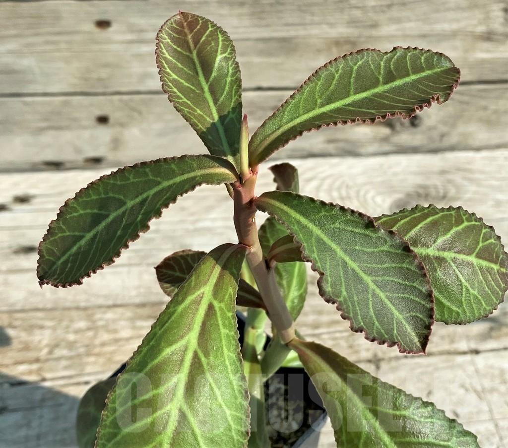 SH15219 Monadenium coccineum