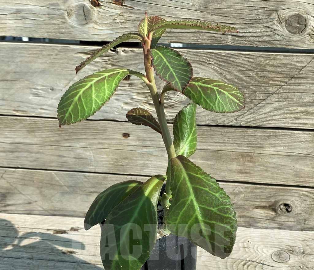 SH15219 Monadenium coccineum - Image 2