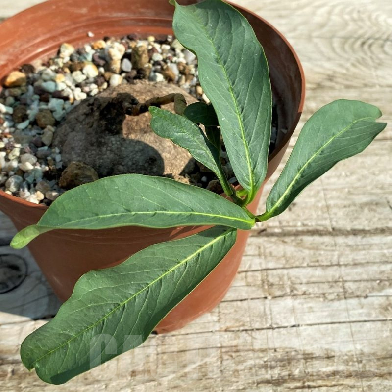 SH15220 Raphionacme bingeri