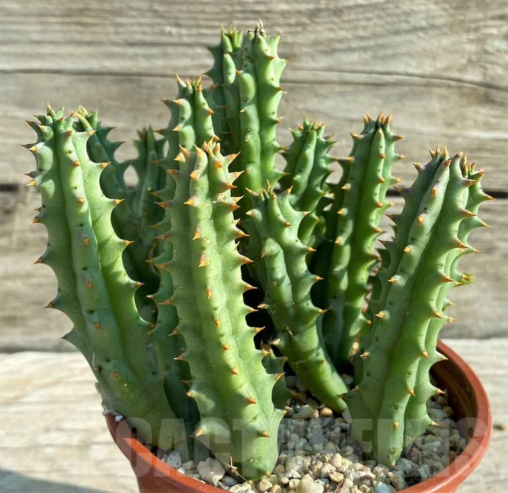 SH15187 Huernia hystrix - 画像 (2)