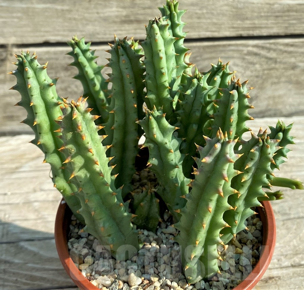 SH15187 Huernia hystrix - 画像 (3)