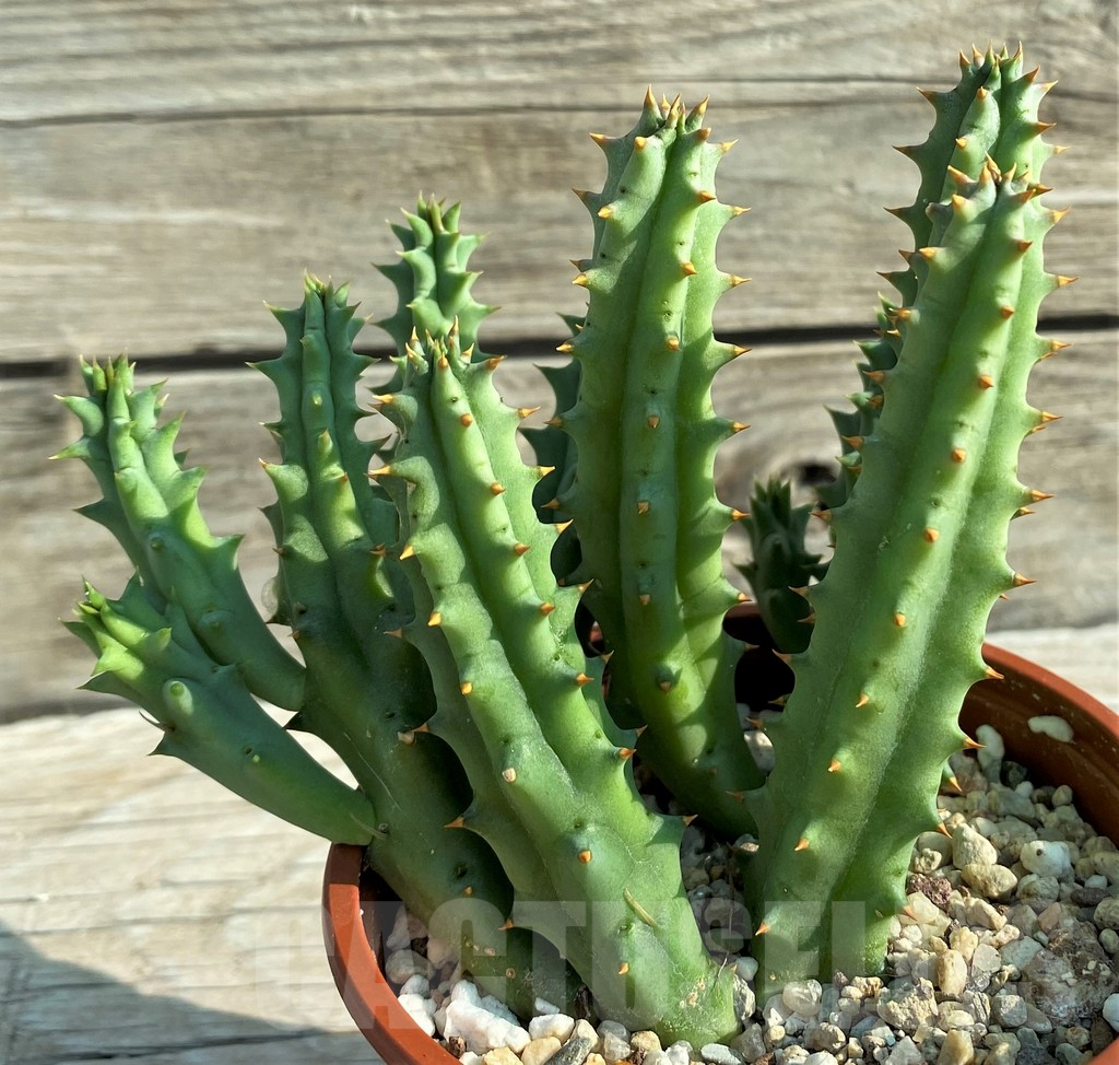 SH15188 Huernia hystrix - 画像 (2)