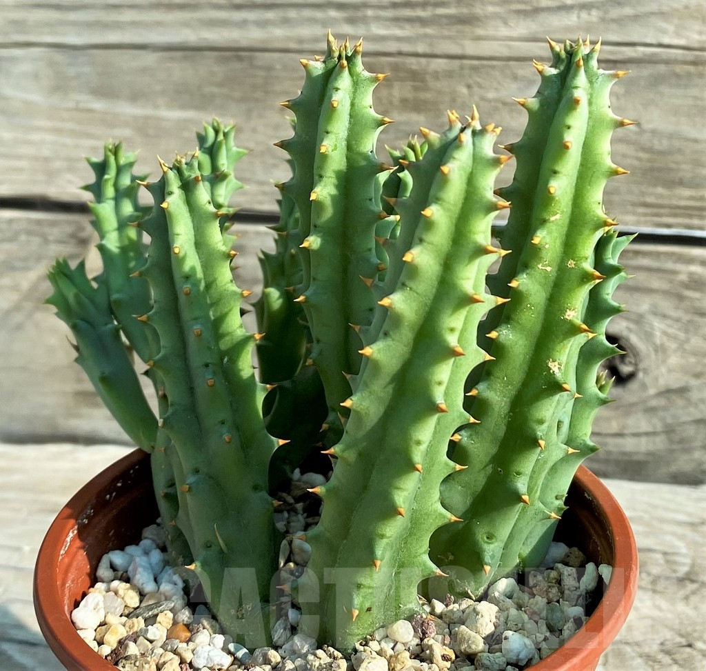 SH15188 Huernia hystrix - 画像 (3)