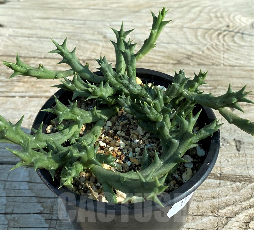 SH15184 Caralluma dummeri - Image 2