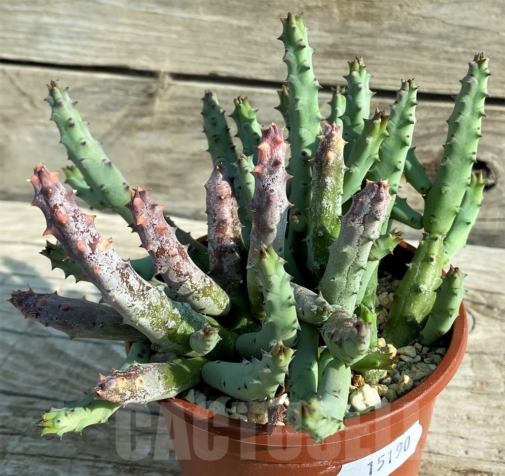 SH15190 Huernia pendurata - Image 2