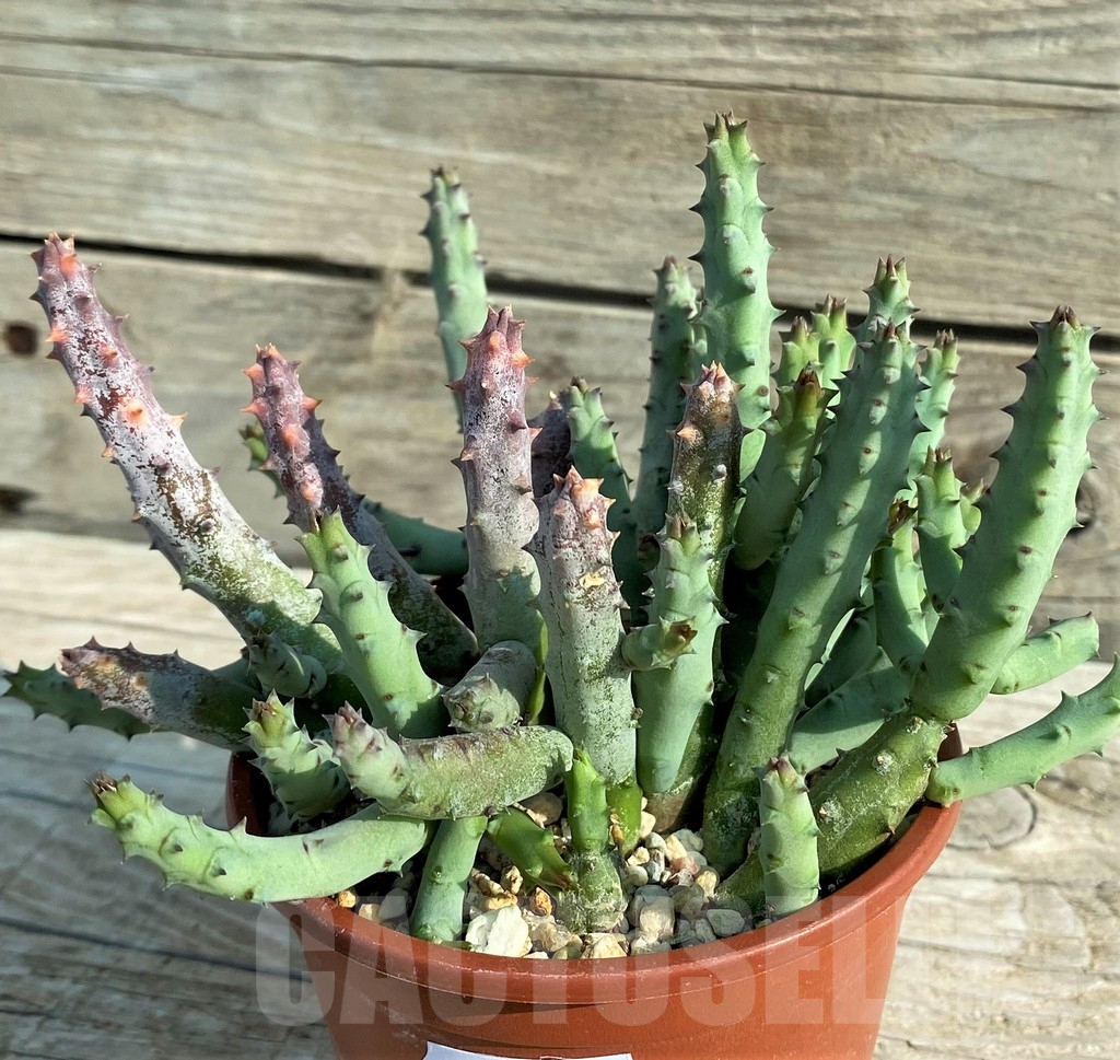 SH15190 Huernia pendurata - Image 3