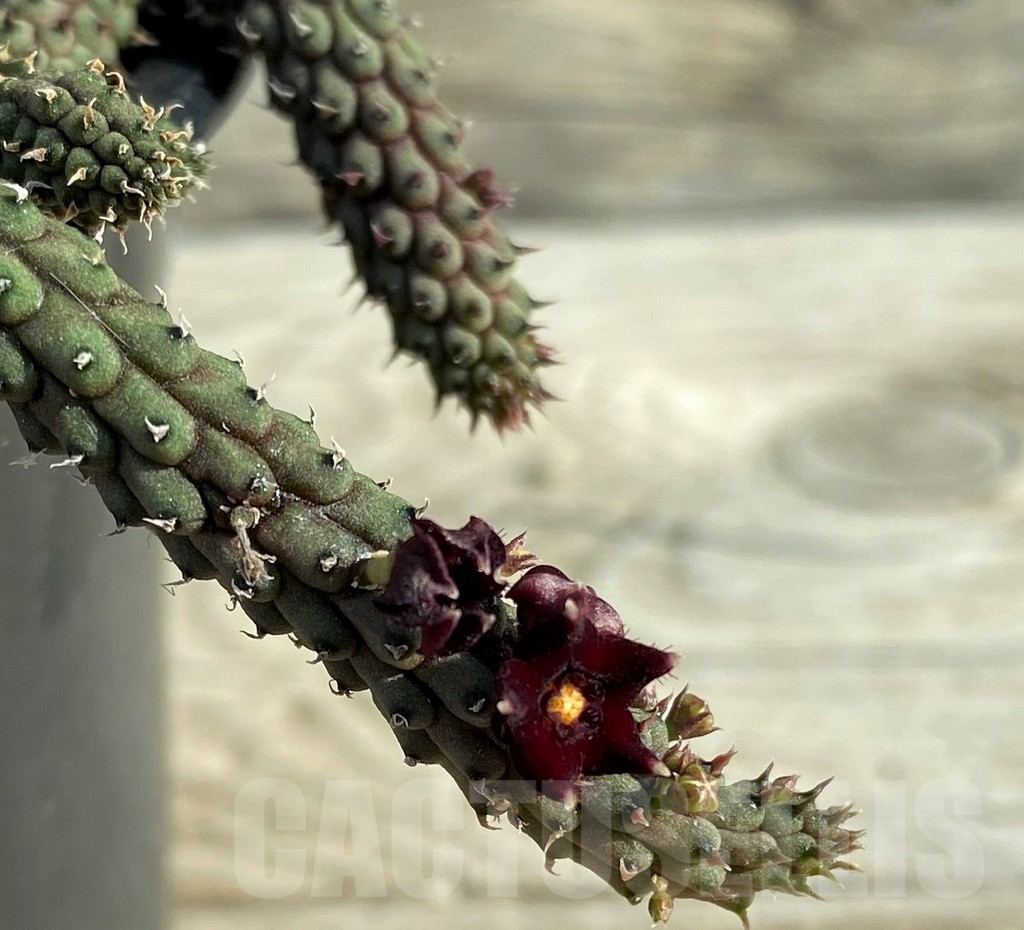 SH15191 Echidnopsis oviflora