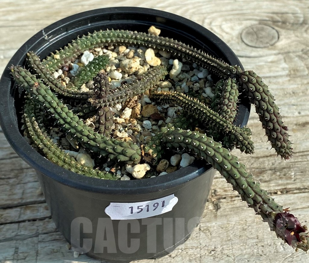 SH15191 Echidnopsis oviflora - Image 2