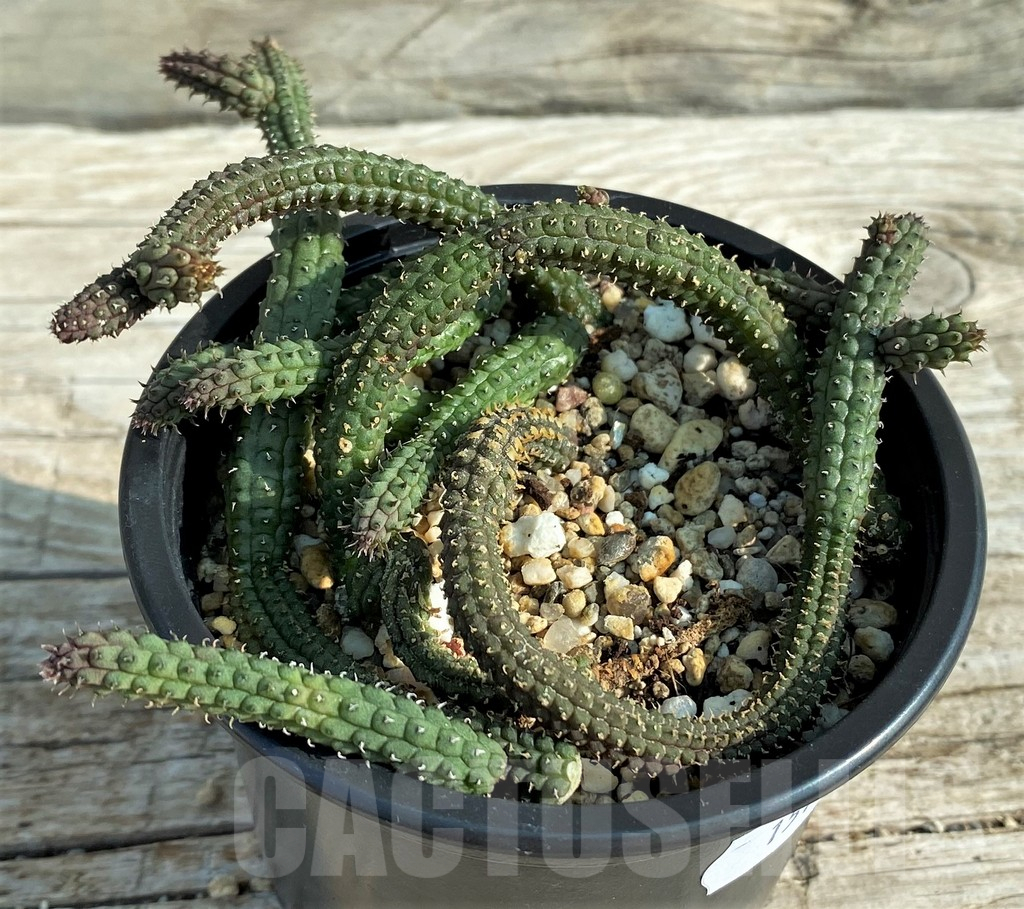 SH15192 Echidnopsis oviflora - immagine 2