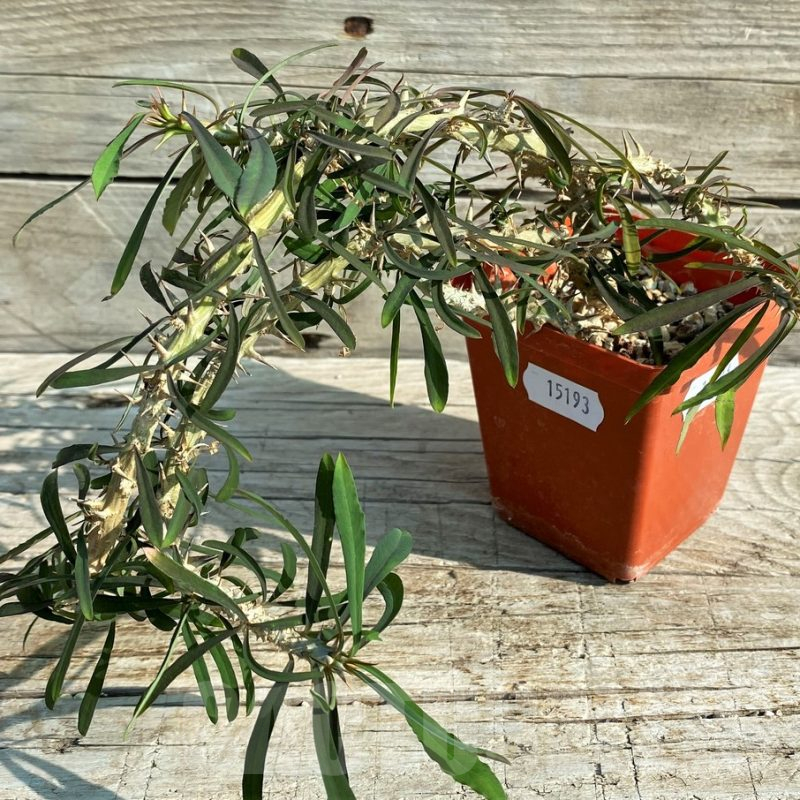 SH15193 Euphorbia aff. berorohae