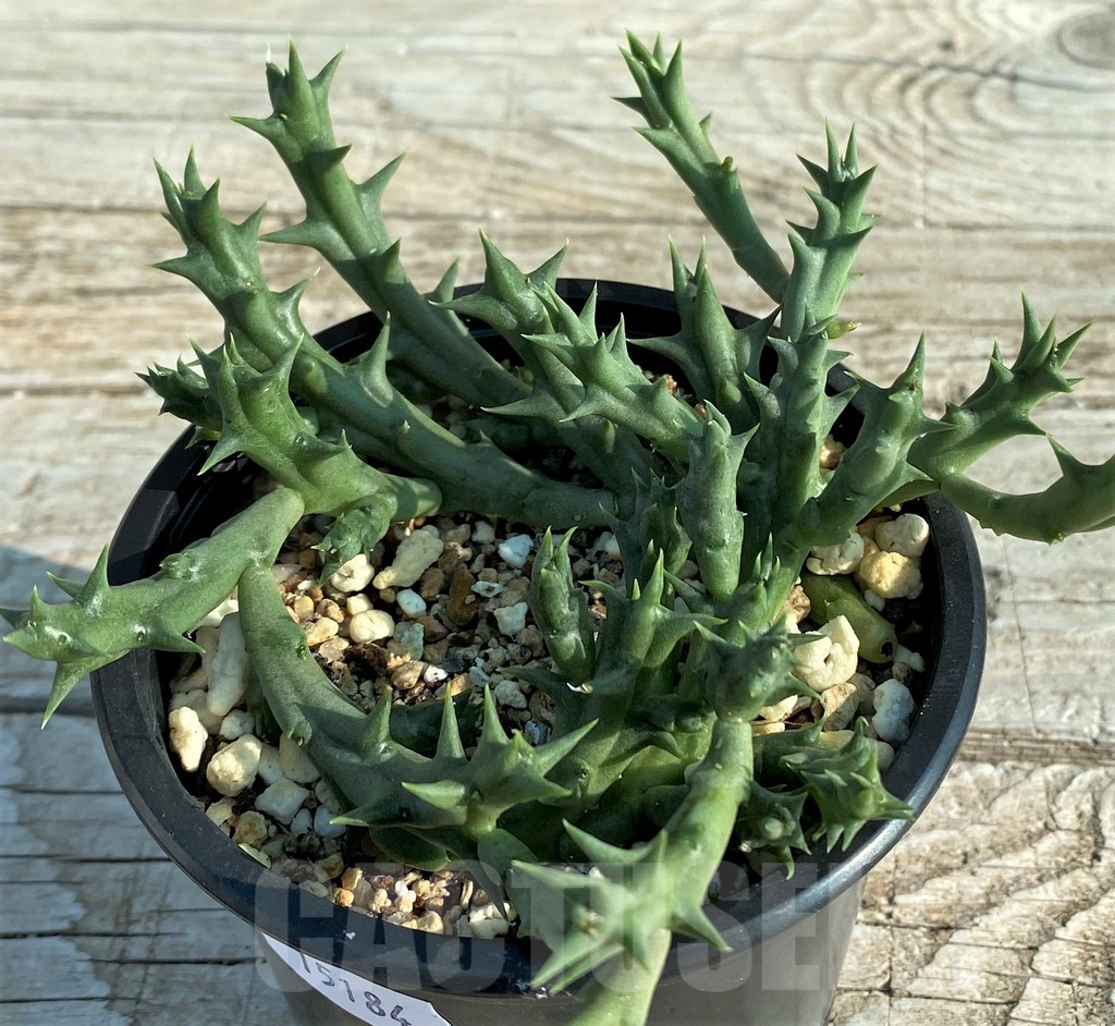 SH15184 Caralluma dummeri - Image 3