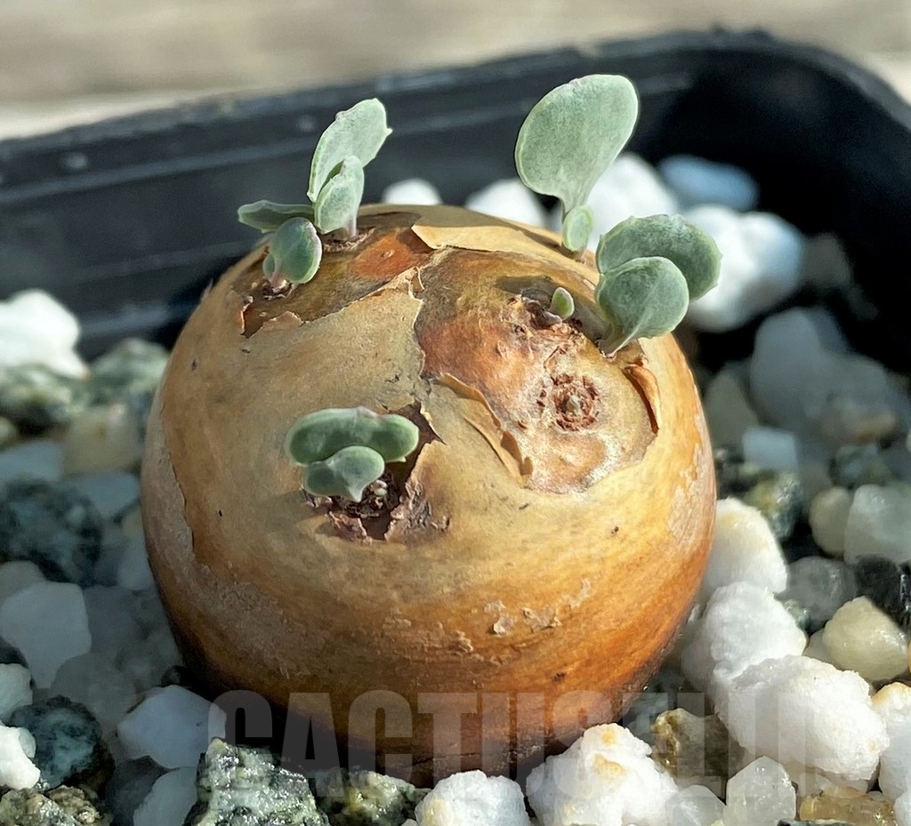 SH15194 Othonna cacalioides