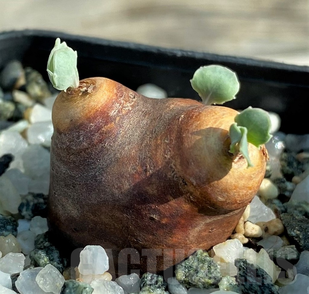 SH15195 Othonna cacalioides