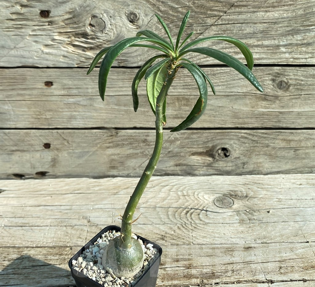 SH15198 Pachypodium succulentum - 画像 (2)