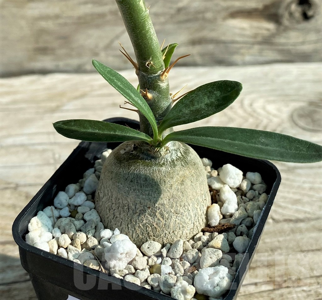 SH15199 Pachypodium succulentum