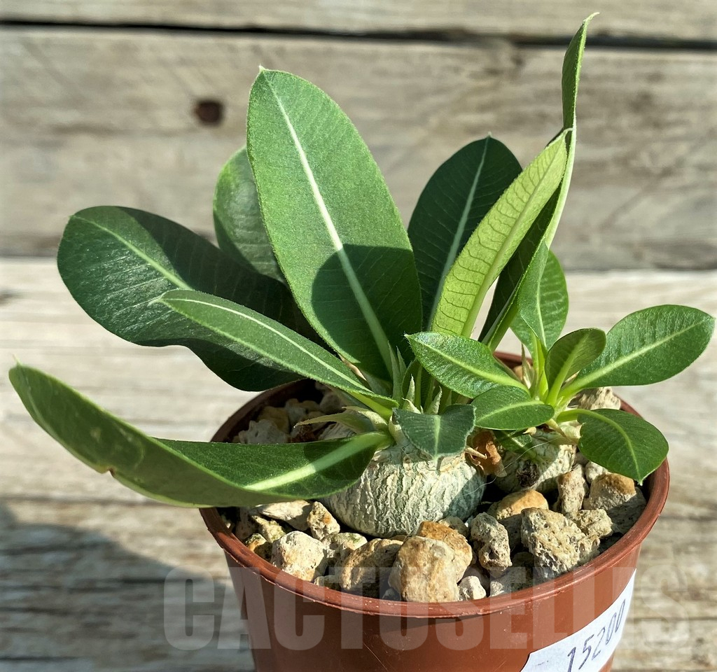 SH15200 Pachypodium brevicaule v. leucoxanthum, 2 plants - Imagen 2