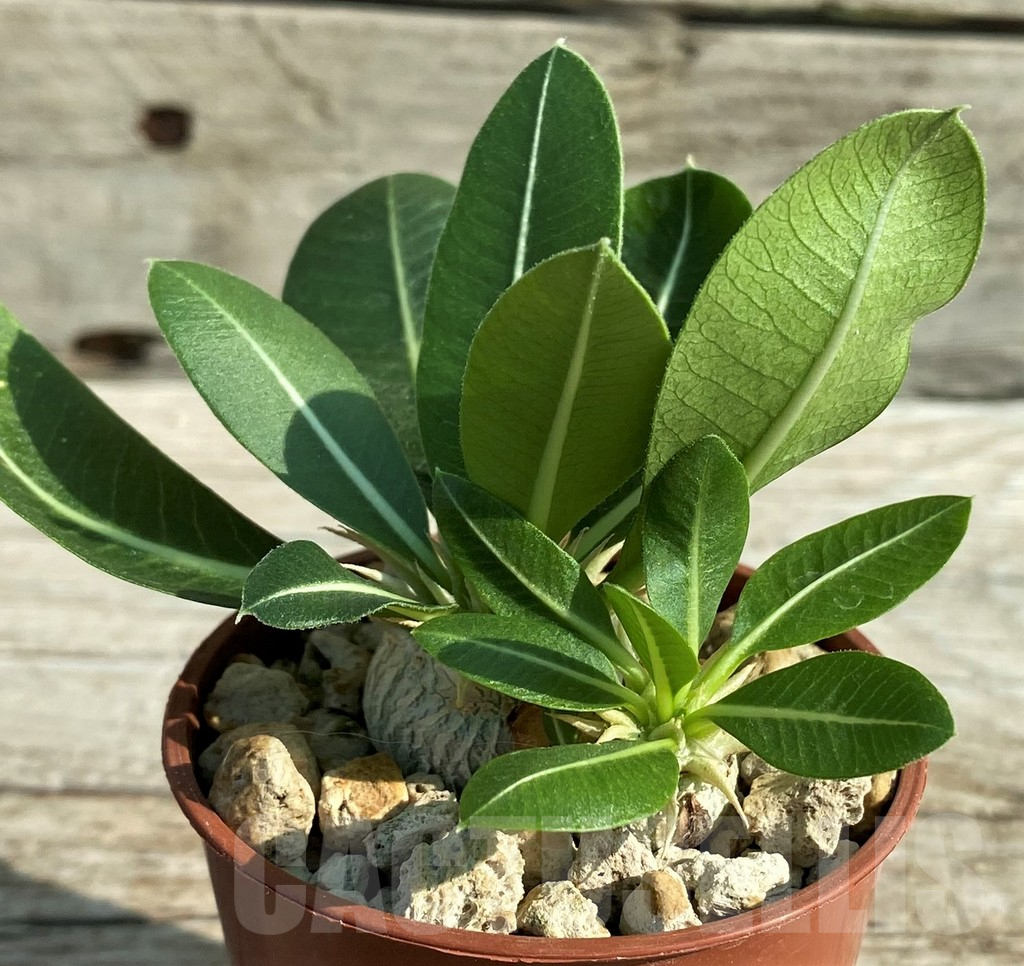 SH15200 Pachypodium brevicaule v. leucoxanthum, 2 plants