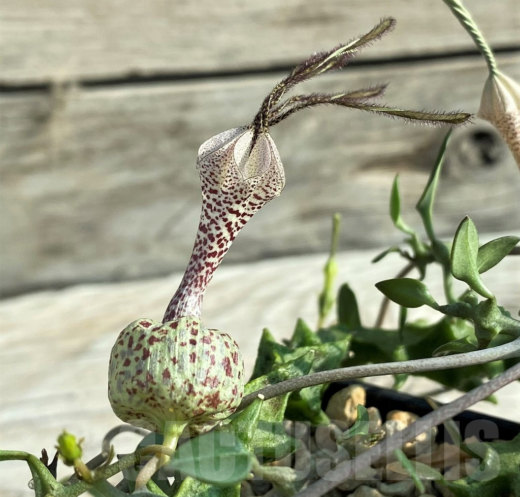 SH15185 Ceropegia simoneae ‘Green Form’