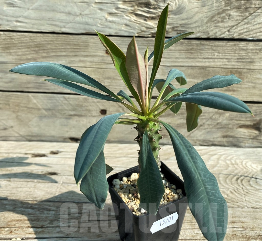 SH15201 Euphorbia pachypodioides
