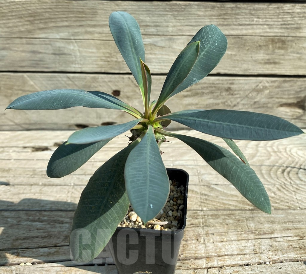 SH15202 Euphorbia pachypodioides