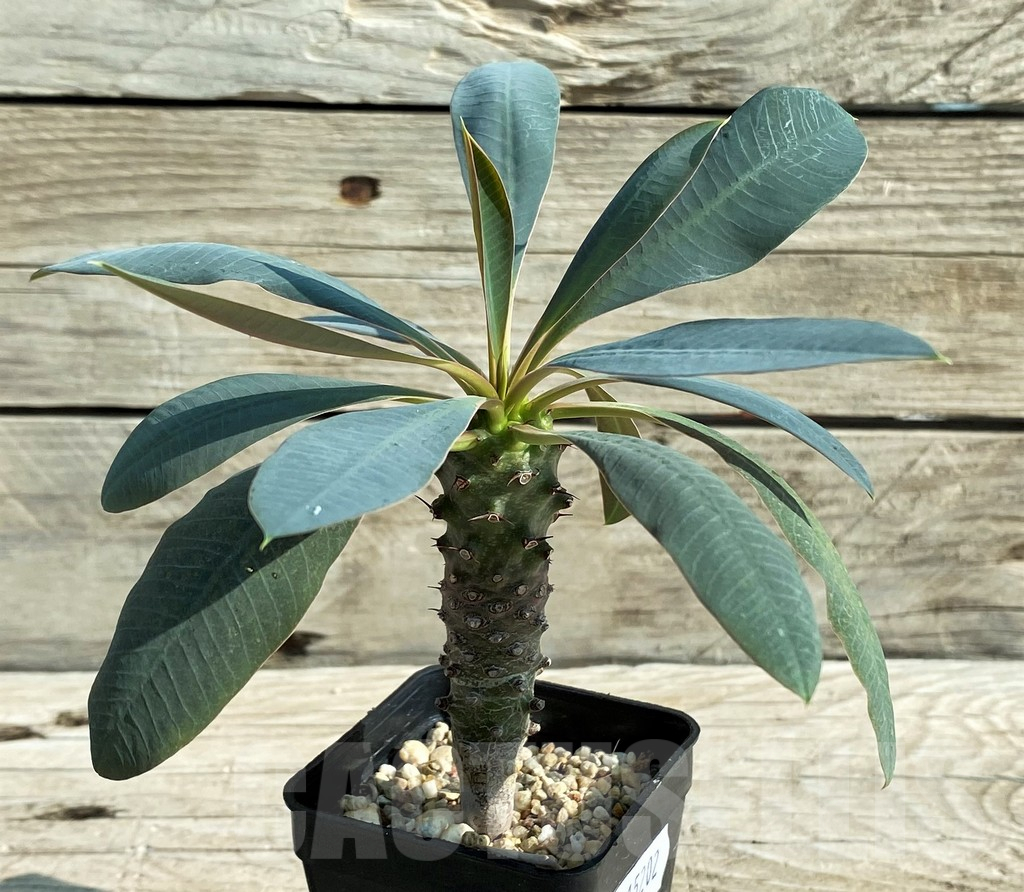 SH15202 Euphorbia pachypodioides - Image 2