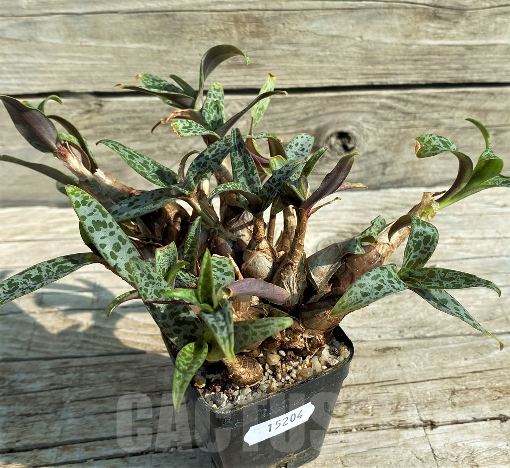 SH15204 Ledebouria socialis - immagine 2