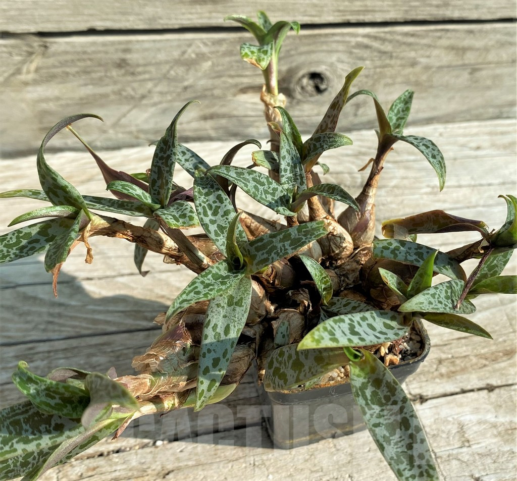 SH15204 Ledebouria socialis