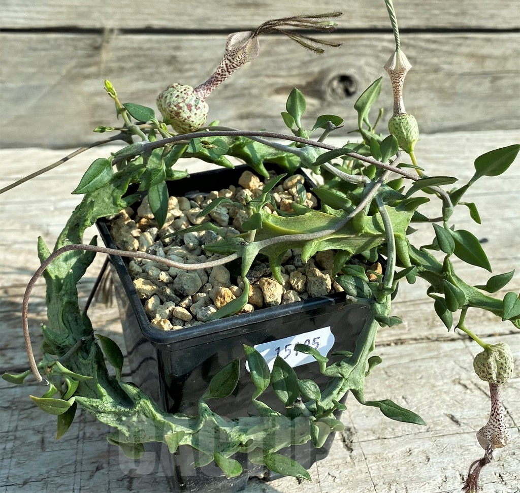 SH15185 Ceropegia simoneae ‘Green Form’ - Image 3