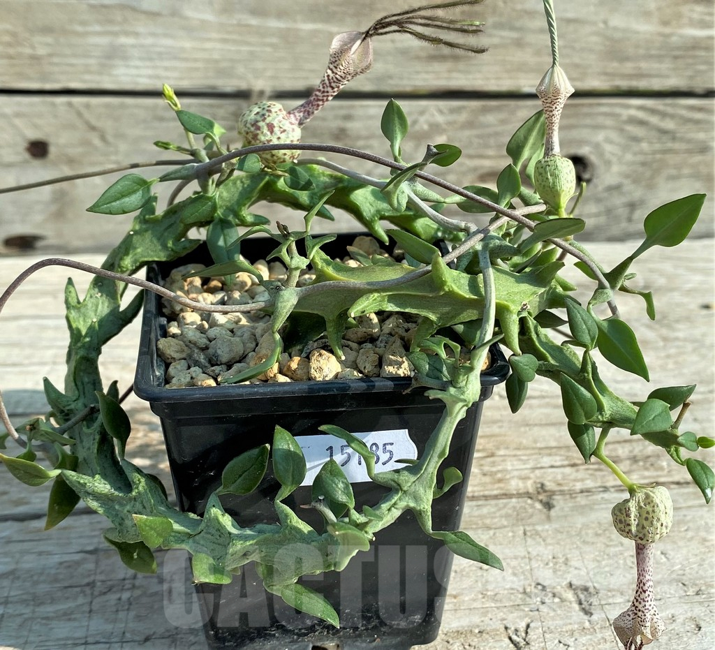 SH15185 Ceropegia simoneae ‘Green Form’ - Image 2