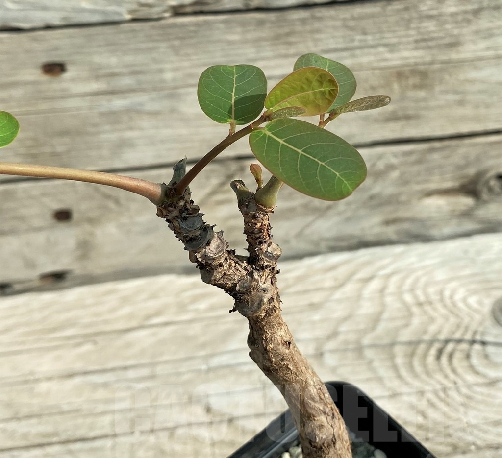 SH15209 Phyllanthus mirabilis