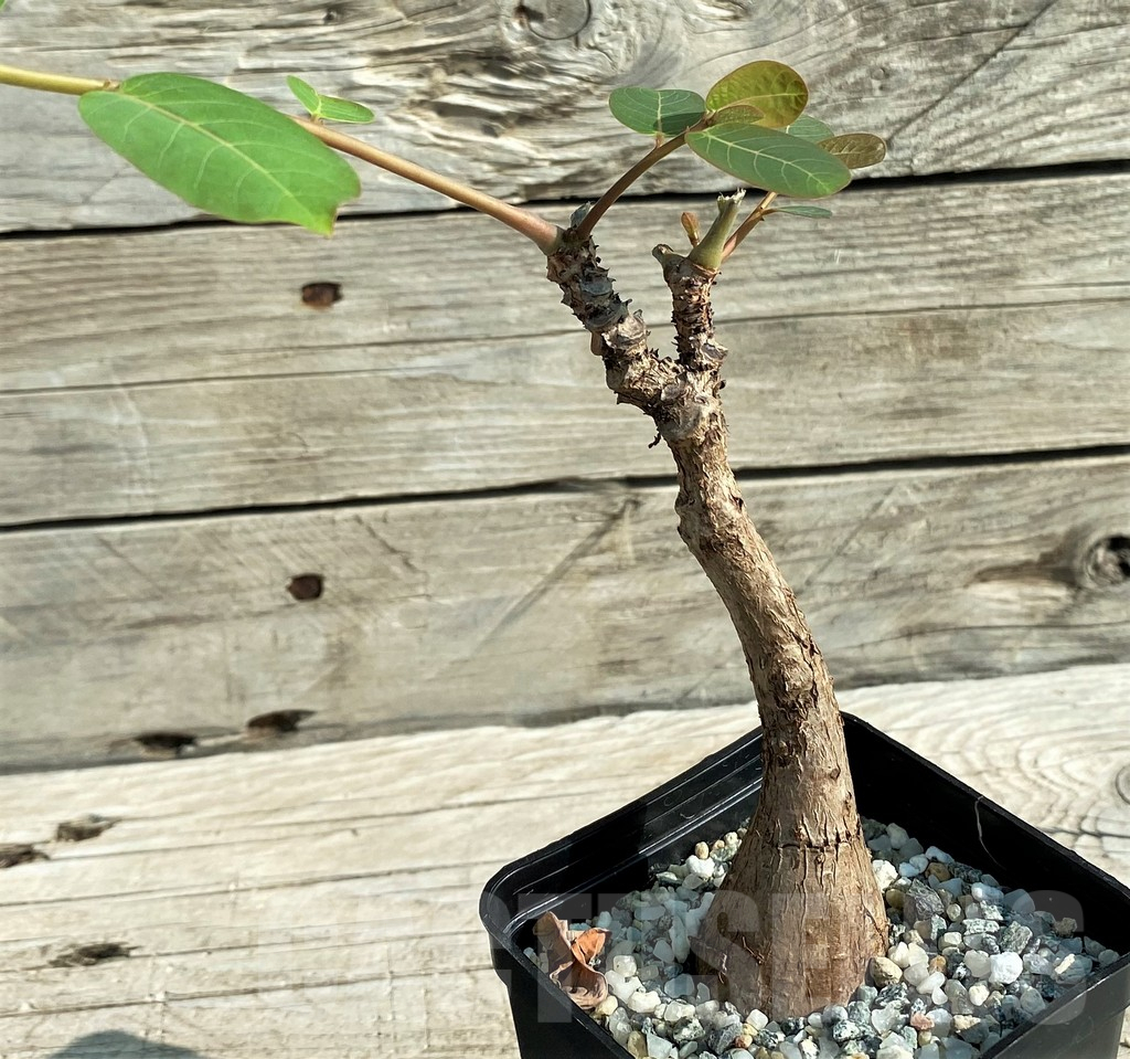 SH15209 Phyllanthus mirabilis - Image 2