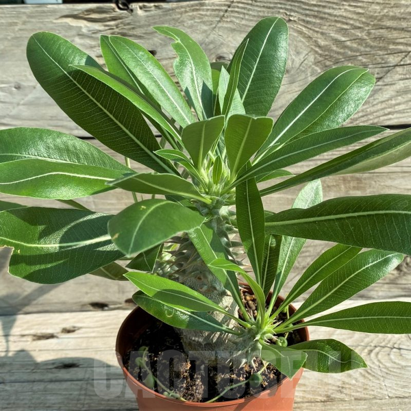 SH15211 Pachypodium horombense