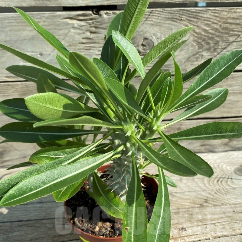 SH15212 Pachypodium horombense