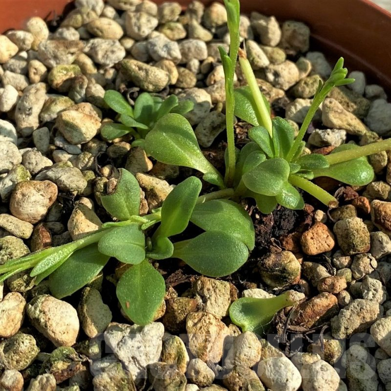 SH15214 Aeollanthus aff. subacaulis v. linearis