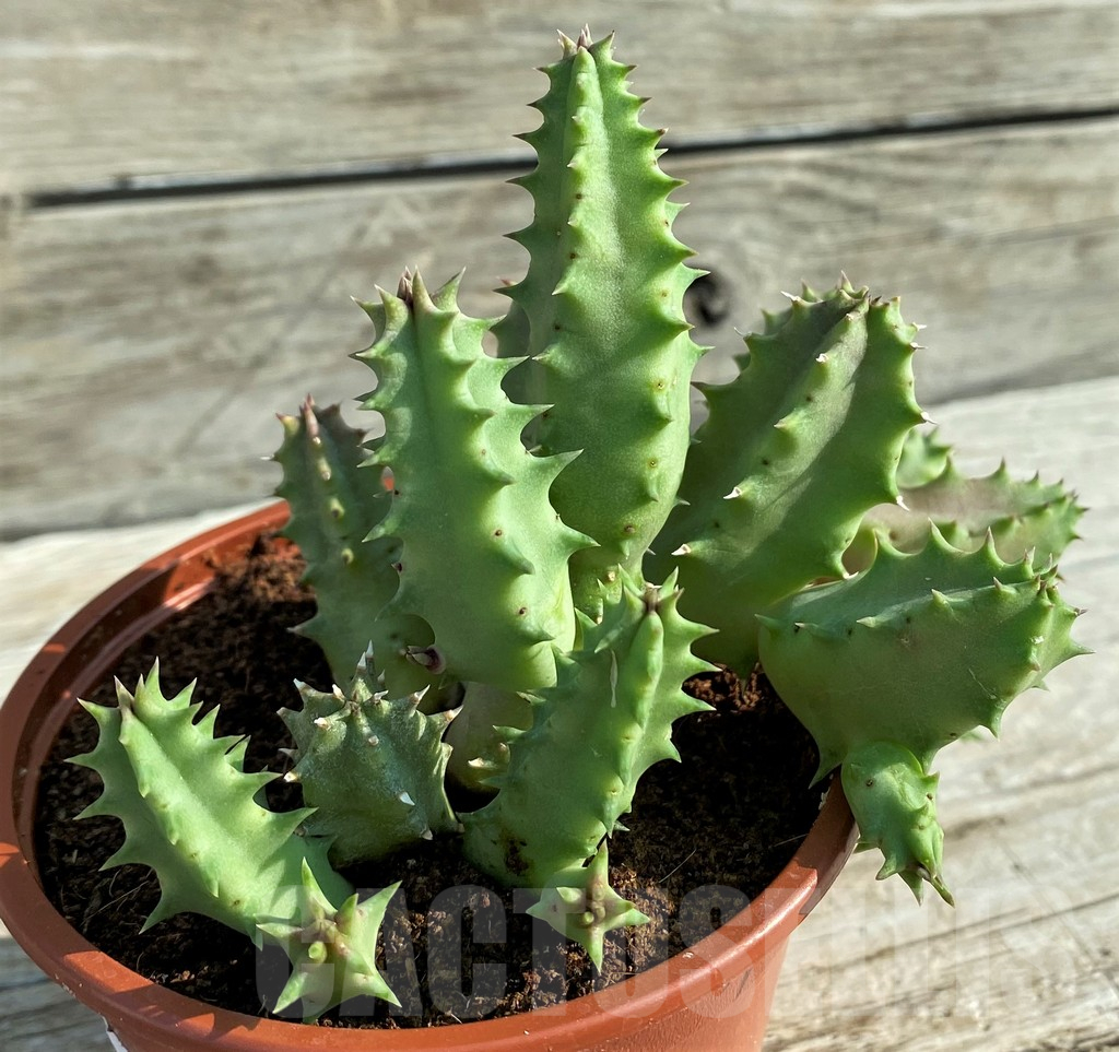 SH15186 Huernia confusa 'Pink Eye' - Image 2