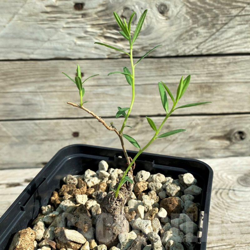 SH15215 Euphorbia bongensis