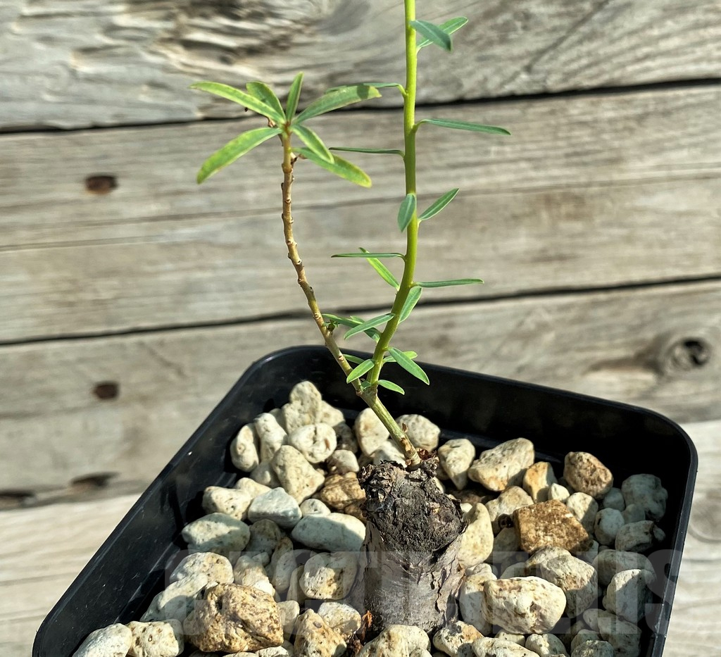 SH15217 Euphorbia bongensis