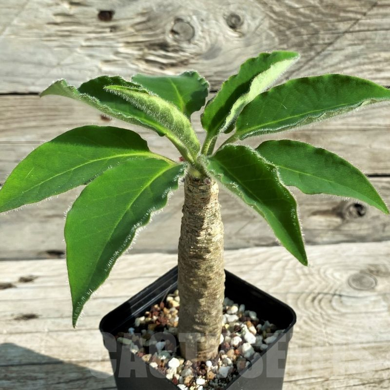 SH15218 Euphorbia ankarensis