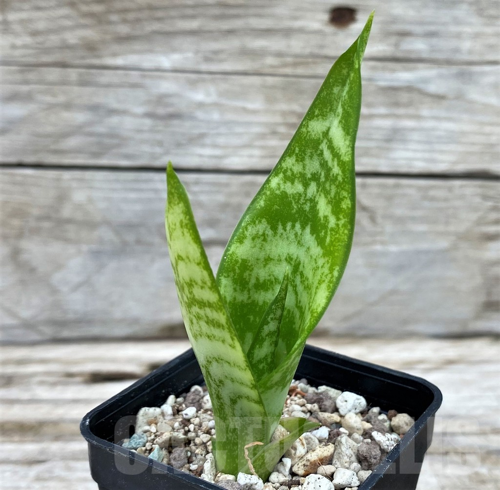SH14032 Sansevieria 'California'