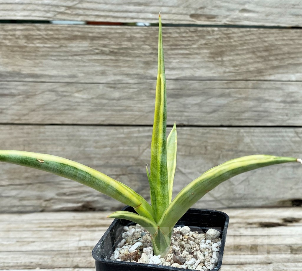 SH14033 Sansevieria gracillima f. variegata - immagine 2