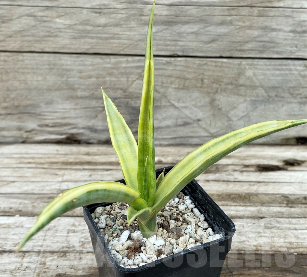SH14033 Sansevieria gracillima f. variegata